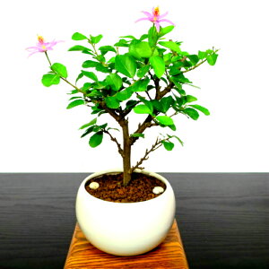 盆栽 ギフト ミニ盆栽 睡蓮木 薄紫花盆栽 ミニ 睡蓮木 スイレンボク 室内 初心者 趣味 おしゃれ盆栽 盆栽 ギフト 内祝い 還暦祝い 母の日 父の日 バレンタイン ホワイトデー 誕生日 プレゼント