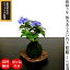 盆栽 藍姫あじさい盆栽苔玉 紫陽花藍姫 盆栽 ミニ盆栽 あじさい苔玉盆栽受け皿付き 当店一押し極美 色彩マジック山あじさい苔玉盆栽(藍姫)くらま皿付き 【盆栽 母の日 父の日 あじさい あじさい盆栽 花の咲く盆栽】