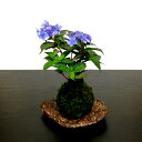 盆栽 母の日 藍姫 あじさい 苔玉 紫陽花 ミニ盆栽受け皿付き 当店一押し極美 色彩マジック山あじさい 苔玉 盆栽 藍姫 くらま皿付き 【盆栽 母の日 父の日 あじさい あじさい盆栽 花の咲く盆栽】