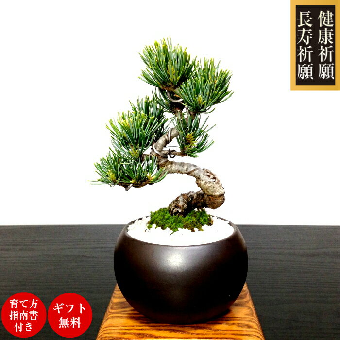 盆栽 特選：三河黒松*　現品 くろまつ　クロマツ　Kuromatsu bonsai 小品盆栽