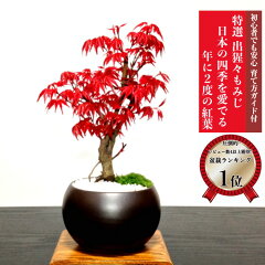 https://thumbnail.image.rakuten.co.jp/@0_mall/hanagokoro-bonsai/cabinet/shohin03/hb0035-01szz.jpg