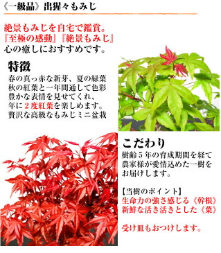 盆栽 もみじ 枝振りの良い樹形 極美葉 出猩々もみじ ミニ盆栽 小品盆栽年に2度の紅葉を鑑賞【盆栽 盆栽ミニ 盆栽 誕生日 プレゼント 記念樹 盆栽 ギフト】