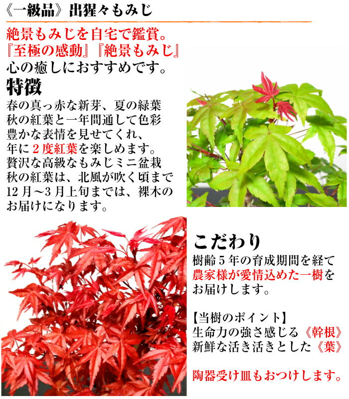 盆栽 もみじ あす楽 趣味 人気 無料 3冠1位受賞 記念樹 鉢植え シンボルツリー 日本庭園 苔リウム 盆栽 もみじ 室内 初心者 おしゃれ 花 誕生日 引っ越し 還暦 退職 お祝い 母の日 父の日 敬老の日 プレゼント