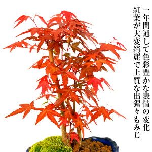 ミニ盆栽 お家で楽しめる 室内で育てるおしゃれな紅葉の鉢植えのおすすめランキング わたしと 暮らし ミニ盆栽 お家で楽しめる 室内で育てるおしゃれな紅葉の鉢植えのおすすめランキング わたしと 暮らし