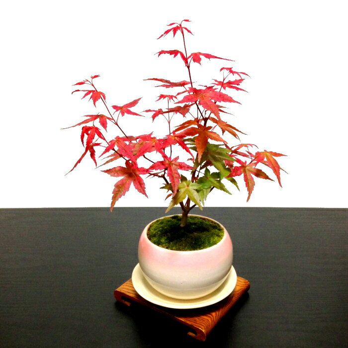 出猩々 デショウジョウ とはどんなモミジ 品種としての特徴を解説 Botanica