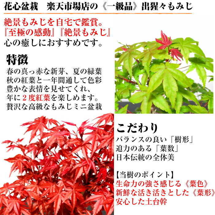 出猩々 デショウジョウ とはどんなモミジ 品種としての特徴を解説 Botanica