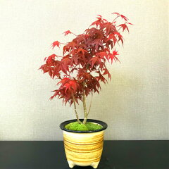 https://thumbnail.image.rakuten.co.jp/@0_mall/hanagokoro-bonsai/cabinet/shohin03/hb0037c-08-aaas.jpg