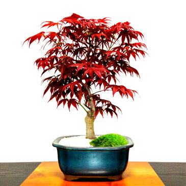 盆栽 もみじ 本格派極上盆栽 樹齢8年 猩々野村もみじ 紅葉盆栽 癒しの植物 部屋に飾る植物 もみじ盆栽【盆栽 誕生日 プレゼント 盆栽 ミニ 部屋に飾る盆栽 シンボルツリー 引越し祝い もみじ モダン盆栽 盆栽ギフト 母の日 父の日 敬老の日】