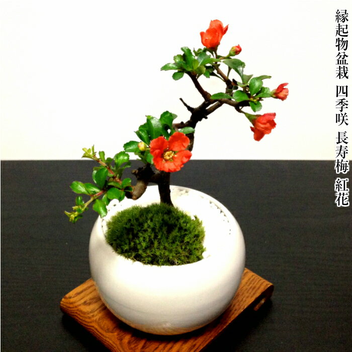 楽天市場 花心盆栽 楽天市場店 盆栽 お花 観葉植物 多肉植物の総合専門店 花心盆栽 楽天市場店 トップページ