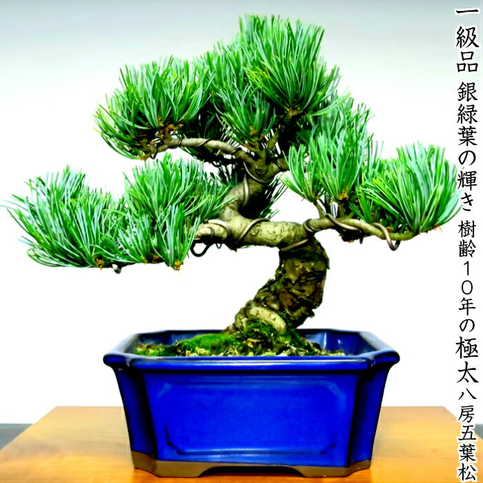 盆栽 五葉松 樹齢10年 壮大な樹姿 楽