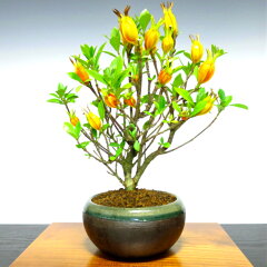 https://thumbnail.image.rakuten.co.jp/@0_mall/hanagokoro-bonsai/cabinet/shohin03/hb0064-01-aaa.jpg