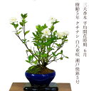 盆栽 クチナシ 八重咲 鉢植え 選べる鉢色 樹齢5年 梔子 三大香木【ブランド盆栽 実もの 花もの 盆栽 縁起物盆栽】ラッピング無料 リボン無料盆栽 初心者 室...