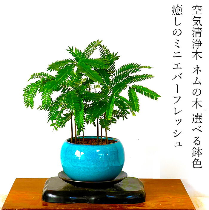 エバーフレッシュ 鉢植え ミニ盆栽 