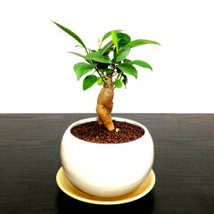 https://thumbnail.image.rakuten.co.jp/@0_mall/hanagokoro-bonsai/cabinet/shohin03/hb0075-01-cc.jpg