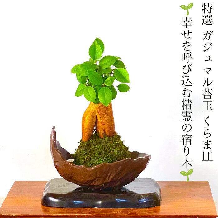 盆栽 苔玉 ガジュマルミニ観葉×盆