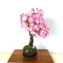 盆栽 桜 八重桜 旭山桜 鉢植え 極太幹 樹齢5年 八重咲桜