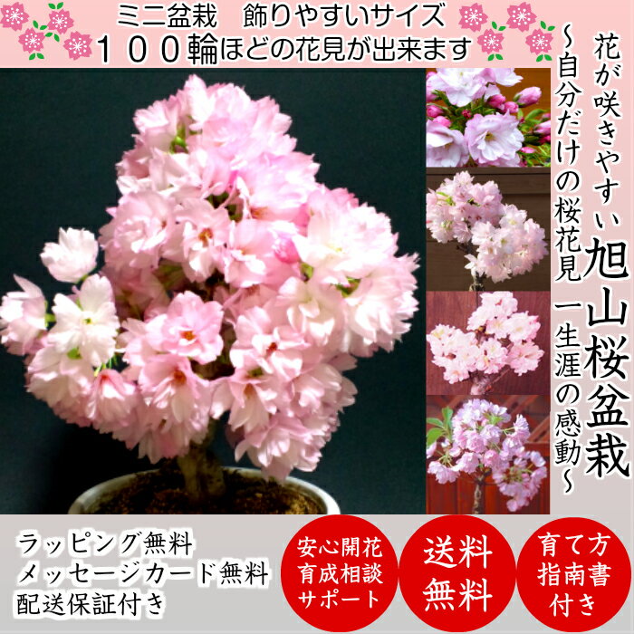 盆栽 桜 旭山桜 2022.開花終了 鉢植え ギフト 無料 太幹 八重桜 趣味盆栽 桜 ミニ 初心者 還暦 ギフト バレンタイン 父 母 プレゼント 開店祝い 初心者 室内 観葉植物