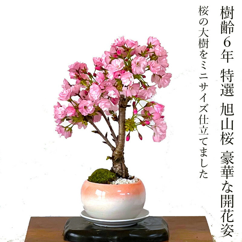 盆栽 桜 一才桜 樹形美 ミニ盆栽 樹