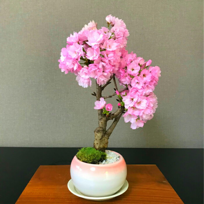 桜を鉢で楽しむ！卓上に置けるミニ盆栽のおすすめは？