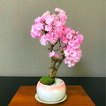 【今年はおうちでお花見】スリムでコンパクト！おしゃれな桜盆栽は？