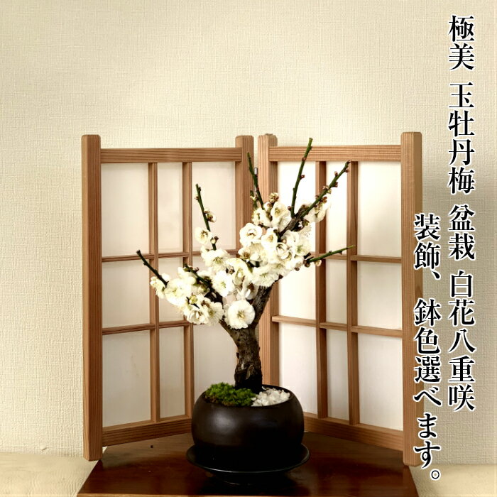 楽天市場】牡丹 盆栽の通販 楽天市場】牡丹 盆栽の通販