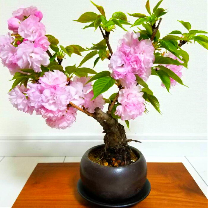 桜 盆栽 牡丹桜 ギフト 無料 太幹 大輪八重桜 樹齢7年 