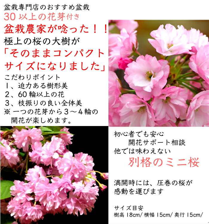 桜 盆栽 旭山桜 ギフト 無料 2022.開花終了 ミニ盆栽 八重咲 30以上の蕾をつけた八重桜盆栽 桜 ミニ 趣味 初心者 室内 おしゃれ 桜鉢植え 誕生日 お祝い ギフト プレゼント フラワーギフト