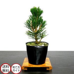 ߺ  ǹ ּױﵯɤơ֥ߺ Wץ쥼ŵ ͹֥ߺ 3ǯ ߺ ﵯɤߺ ˤߺϥե ξ夬뿢ʪ ߺϾ ߺ ܤ󤵤 bonsai