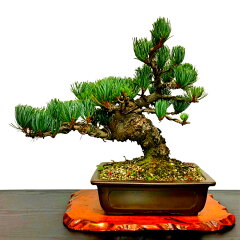 https://thumbnail.image.rakuten.co.jp/@0_mall/hanagokoro-bonsai/cabinet/shohin03/kb0005k-01-aa.jpg