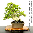 イワシデ 岩四手 希少 樹齢45年 高級盆栽 展示品