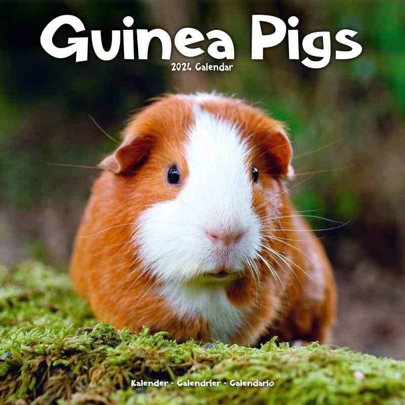 Guinea Pigs alendar 2024 Square Anil Wall alendar - 16 Month