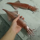 食品サンプル イカ PVC製 リアル 水産 海鮮 フェイクフード 模型 飲食 ディスプレイ 撮影用 小物 プロップ ダミー食材