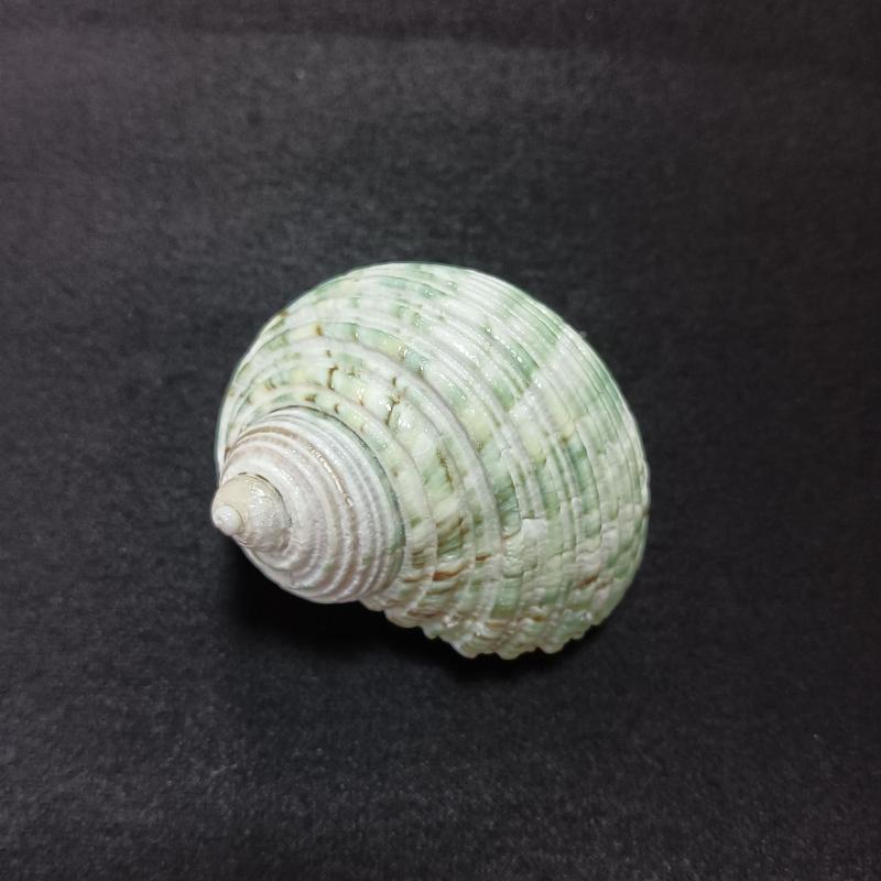 アクアリウム用品 ヤドカリ用 シェル 巻き貝 青白 貝殻 交換用 隠れ家 水槽 レイアウト 装飾品 自然素材 インテリア かわいい 癒し 飾り