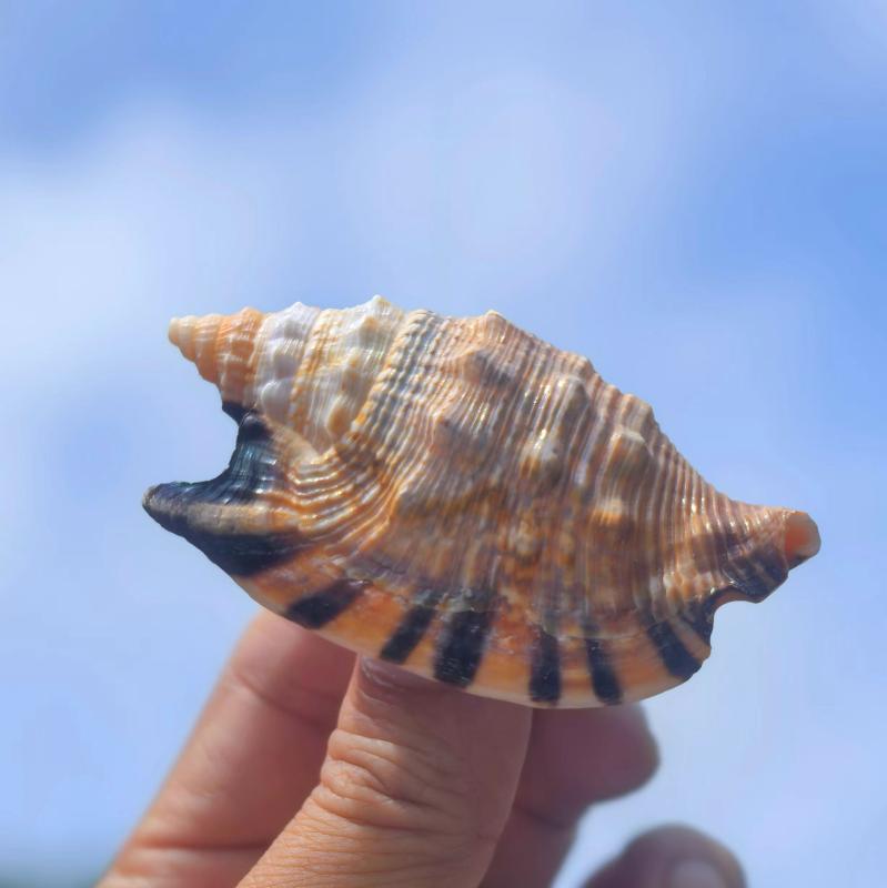 天然貝殻 スワローシェル ミニ巻貝 珊瑚 水槽 アクアリウム 金魚鉢 レイアウト インテリア オブジェ ディスプレイ 置物 飾り クラフト ..