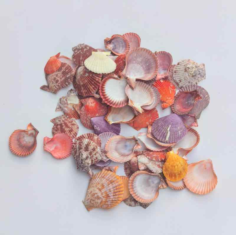 貝殻 天然 七彩 扇貝 ハンドメイド DIY素材 装飾 置物 アクアリウム 水槽レイアウト 撮影小物 インテリア ディスプレイ 教材