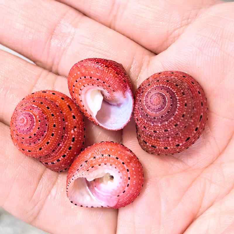 巻貝 貝殻 ストロベリー鐘螺 天然 希少 レア 標本 コレクション 観賞用 水槽 レイアウト アクアリウム 装飾 巻貝シクリッド 小型ヤドカリ 住み替え用 貝(x2)