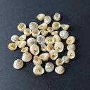 貝殻 天然 ウシメボラ 小型 巻貝 希少 標本 アクアリウム 水槽 装飾 撮影小物 ディスプレイ ヤドカリ 住み替え シェル