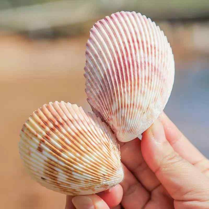 アクアリウム レイアウト用品 天然 鳥尾貝 貝殻 シェル ヤドカリ用 隠れ家 餌入れ 水入れ テラリウム ..