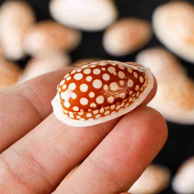 置物 ハナシカホラガイ 天然 標本 コレクション 巻き貝 貝殻 シェル 水槽 アクアリウム レイアウト 地中海 インテリア 飾り オブジェ 観賞用 ディスプレイ リビング 玄関 部屋飾り 癒し(x2)(3)