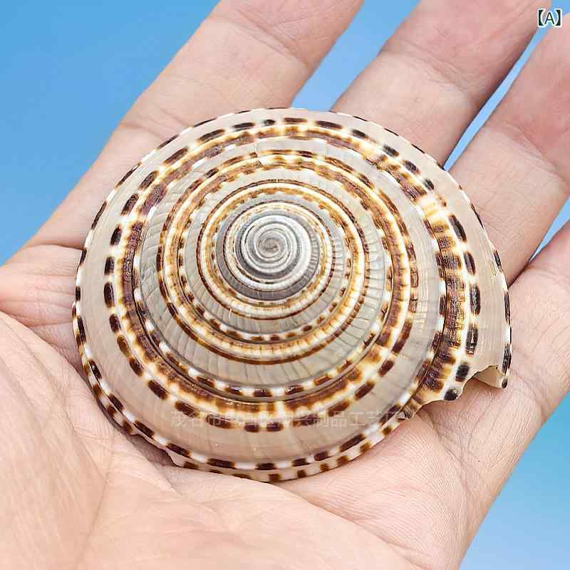 置物 天然貝殻 巻き貝 ヒトデ 白珊瑚 水槽 アクアリウム レイアウト インテリア オブジェ 海洋標本 ナチュラル デスク飾り 癒しグッズ コレクション