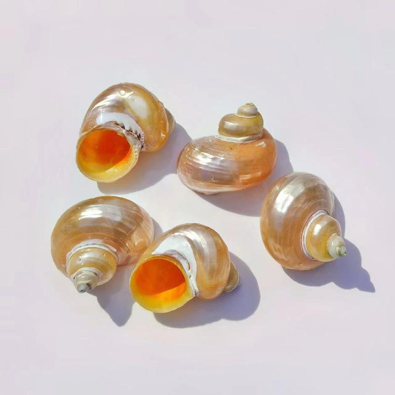 アクアリウム 水槽装飾 天然貝殻 巻き貝 イエロー 蛍光色 ヤドカリ 棲み替え 隠れ家 観賞魚 レイアウト デコレーション