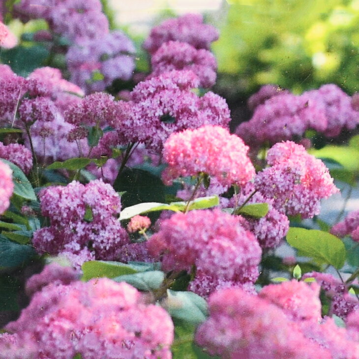 楽天市場】アナベル 苗(植木|ガーデニング・農業):花 楽天市場】アナベル 苗(植木|ガーデニング・農業):花