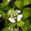 アジサイ 山紫陽花 苗 【清澄沢 (きよすみさわ)】 幼苗 山アジサイ 紫陽花 品種 苗木 庭木 植木 花木 落葉樹 低木 日陰 880円
