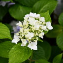 アジサイ 苗  ポット苗 紫陽花 品種 苗木 庭木 植木 花木 落葉樹 低木 日陰 加茂セレクション