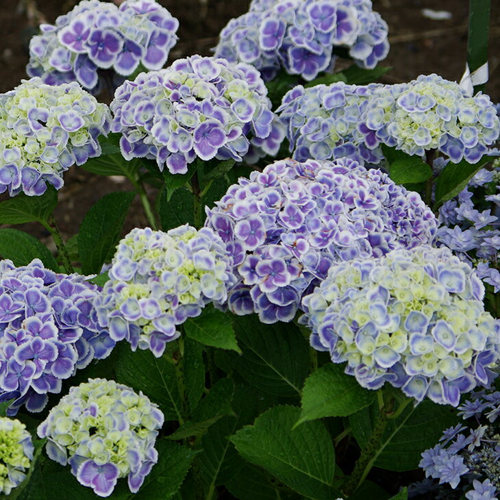 アジサイ 苗 【ガーデンアジサイ モナリザ】 幼苗 紫陽花 品種 苗木 庭木 植木 花木 落葉樹 低木 日陰 加茂セレクションのサムネイル