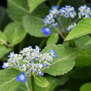 アジサイ 山紫陽花 苗 【海峡】 幼苗 山アジサイ 紫陽花 品種 苗木 庭木 植木 花木 落葉樹 低木 日陰