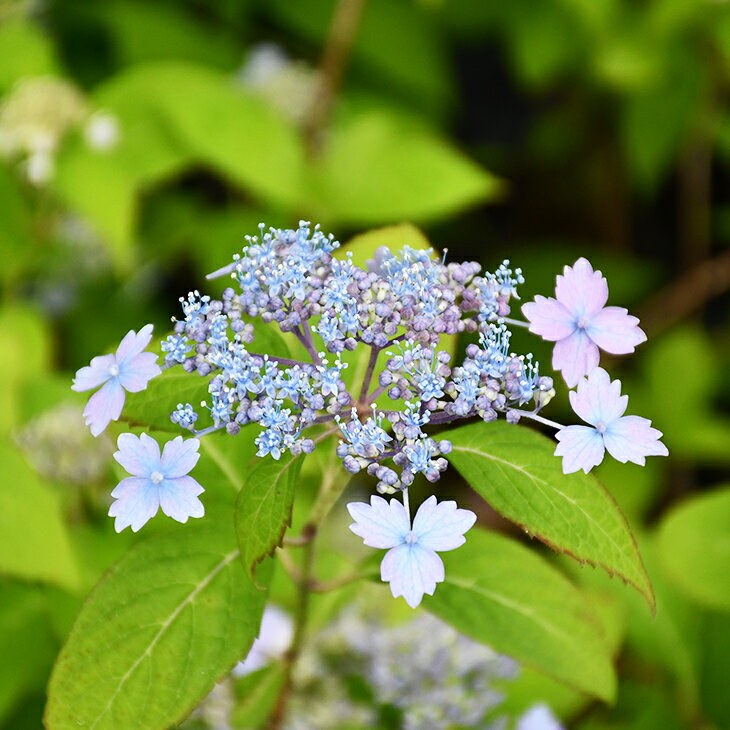 アジサイ 山紫陽花 苗 【美里桜】 幼苗 山アジサイ 紫陽花 品種 苗木 庭木 植木 花木 落葉樹 低木 日陰のサムネイル