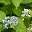 アジサイ 山紫陽花 苗 【八重咲海峡】 幼苗 山アジサイ 紫陽花 品種 苗木 庭木 植木 花木 落葉樹 低木 日陰