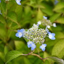 アジサイ 山紫陽花 苗 【秦音】 幼苗 山アジサイ 紫陽花 品種 苗木 庭木 植木 花木 落葉樹 低木 日陰
