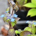 アジサイ 山紫陽花 苗 【津江の紅鶴】 幼苗 山アジサイ 紫陽花 品種 苗木 庭木 植木 花木 落葉樹 低木 日陰